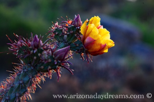 Chain Cholla Flower - 2
Granite Mountain Trail, Scottsdale, AZ. Chain Cholla Flower - 2
Granite Mountain Trail, Scottsdale, AZ.